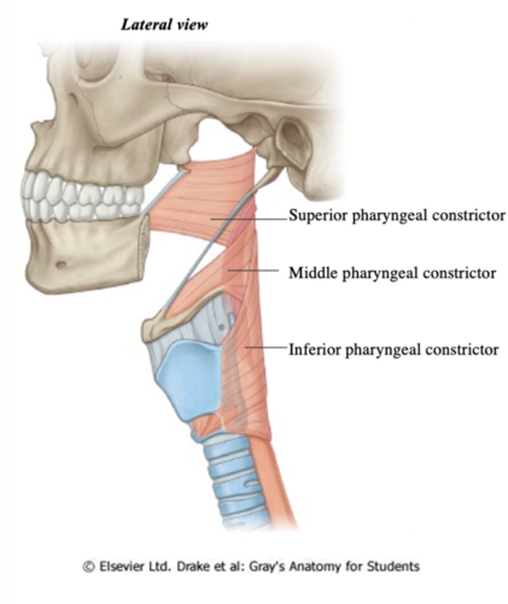 <p>1) Superior pharyngeal constrictor</p><p>2) Middle pharyngeal constrictor</p><p>3) Inferior pharyngeal constrictor</p>