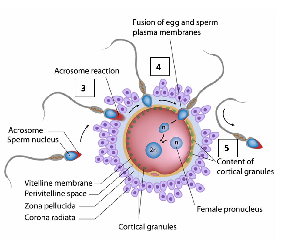 <ul><li><p>Sperm bind to receptors in the zona pellucida which initiates the reaction</p></li><li><p>The acrosome releases several lysosomal enzymes which digest the cells of the corona radiata.</p></li><li><p>Then on contact with the zona pellucida, the acrosome membrane ruptures and releases more lysosomal enzymes which hydrolyses the zona pellucida</p></li></ul><p></p>