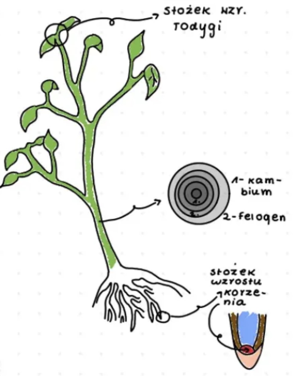 <ol><li><p>merystemy wierzchołkowe - odpowiadają za przyrost na długość korzeni i pędów </p></li><li><p>merystemy interkalarne - przyrost na długość ale nie od szczytu pędu </p></li></ol><p></p>