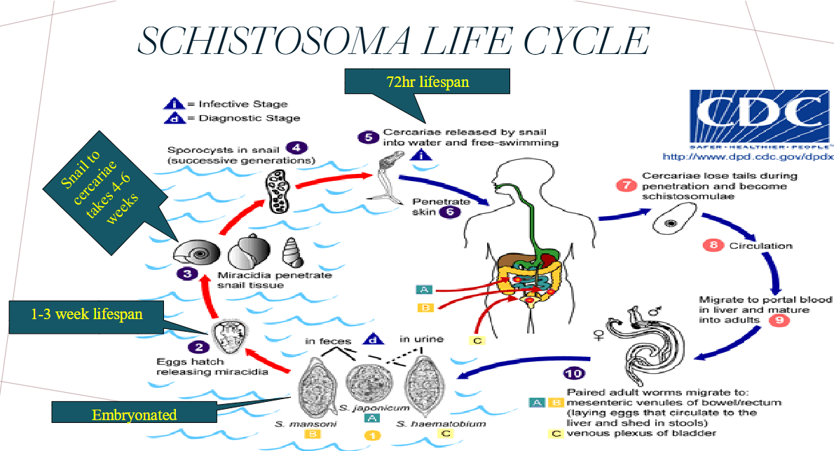 <ol><li><p>definitive host passes EMBRYONATED eggs in feces/urine</p></li><li><p>eggs hatch &amp; release miracidia (1-3 weeks)</p></li><li><p>miracidia penetrate snail tissue (snail → cercariae takes 4-6 wks)</p></li><li><p>cercariae released by snail into water (72 hr lifespan)</p></li><li><p>penetrates skin of definitive host (humans)</p></li><li><p>cercariae loses tail and becomes schistomulae in human</p></li><li><p>migrates to portal blood and mature into adults</p></li><li><p>paired worms migrate to mesenteric venules of bowel or venous plexus of bladder </p></li></ol><p></p>