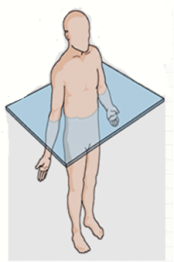 <p>planum transverzale - kolmá na dlhú os tela, “hýbe sa s telom” = nemusí byť totožná s horizontálnou</p>