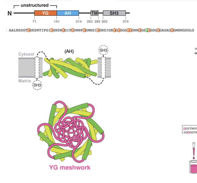 <ul><li><p>PEX13 contains a long amphipathic helix, and 12 copies of this helix assemble into a ring-like pore in the peroxisomal membrane</p></li><li><p>the helices tilt and alternate orientation</p><ul><li><p>the downstream TMS and SH3 domains also alternate around the ring (black dotted lines)</p></li></ul></li><li><p>the ring creates a large central opening</p></li></ul><p></p>