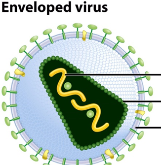<p>The wavy strand inside the virus represents the __________ __________, which can be DNA or RNA.</p>