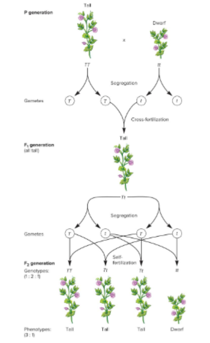 <p>What were the three ideas Mendel proposed after interpreting his results?</p>