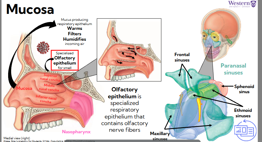 <ul><li><p><span style="background-color: transparent;"><span>Olfactory epithelium is specialized respiratory epithelium that contains olfactory nerve fibers</span></span></p></li><li><p><span style="background-color: transparent;"><span>Mucosa producing respiratory epithelium:</span></span></p><ul><li><p><span style="background-color: transparent;"><span>Warms, filters, and humidifies incoming air</span></span></p></li></ul></li><li><p><span style="background-color: transparent;"><span>Paranasal sinuses (chambers within bones), lots of SA to perform these functions</span></span></p></li><li><p><span style="background-color: transparent;"><span>Air passed by specialized olfactory epithelium for smell</span></span></p><ul><li><p><span style="background-color: transparent;"><span>Covid virus targets olfactory epithelium, can't smell</span></span></p></li></ul></li></ul><p></p>
