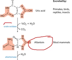 <p>primates birds reptiles excrete uric acid</p><p>most mammals secrete allantoin</p>