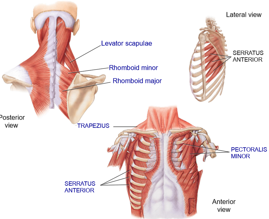 <p>Rhomboid Minor + Major - Structure + Functions</p>