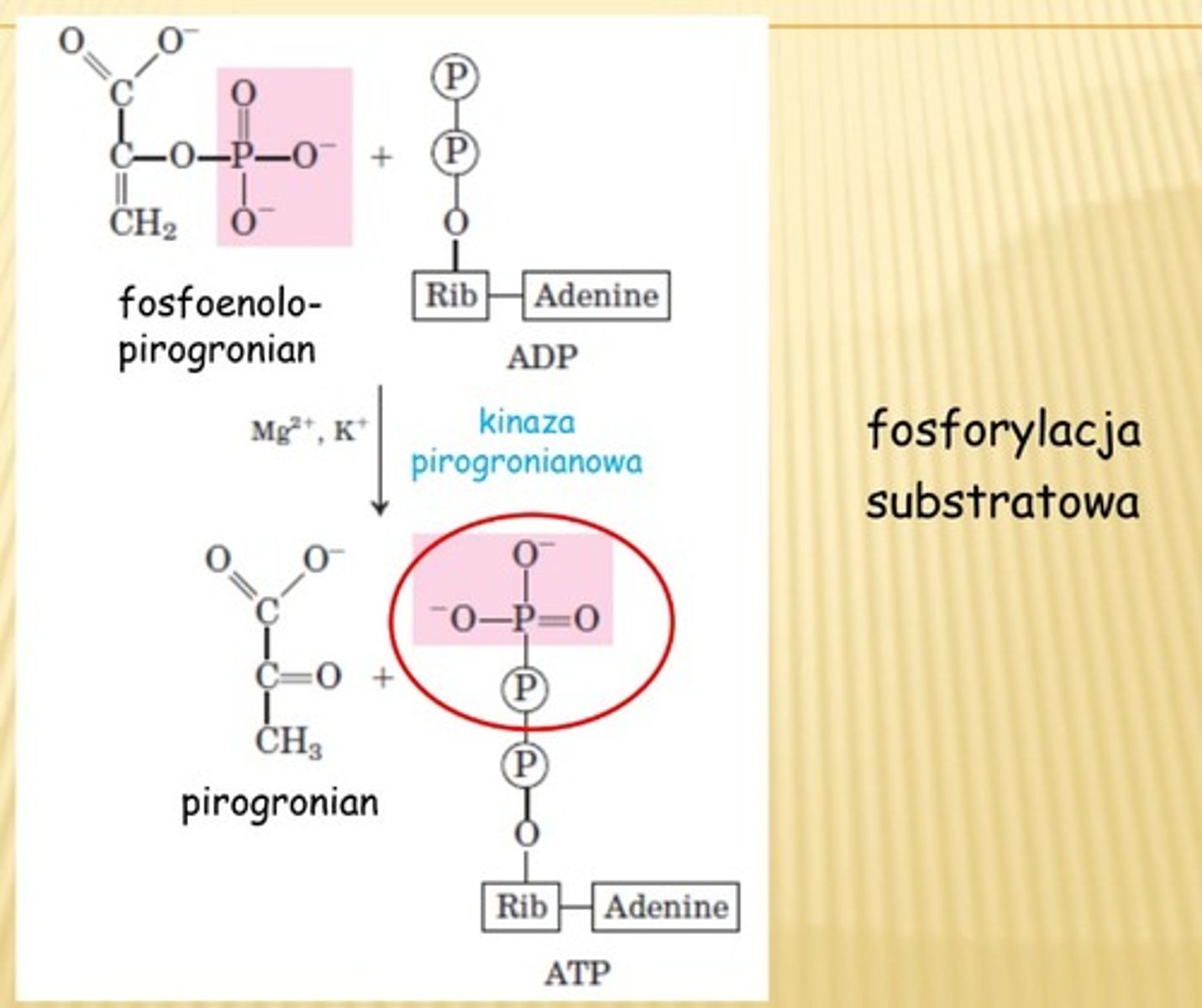 <p>-r. nieodwracalna</p><p>-kat: <strong><em>kinaza pirogronianowa</em></strong></p><p>-powstaje ATP (x2)</p><p>[fosfoenolopirogronian -->pirogronian]</p>