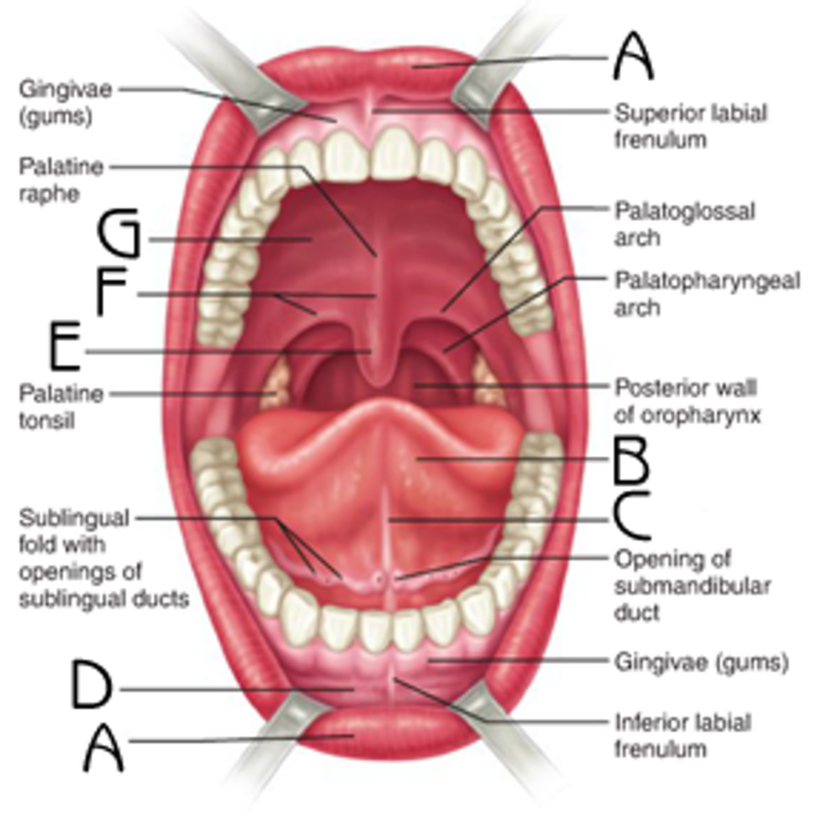<p>oral (buccal) cavity</p>