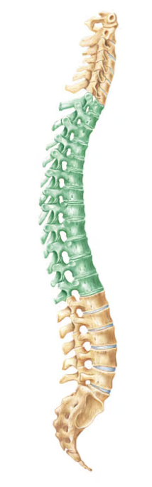 <p>Name this part of the vertebral column</p>
