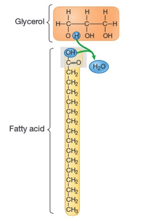 <p>type of lipid. The polymer is called triglyceride, and the monomer is made of one glycerol and 3 fatty acids. The image shown is a saturated fatty acid chain.</p>
