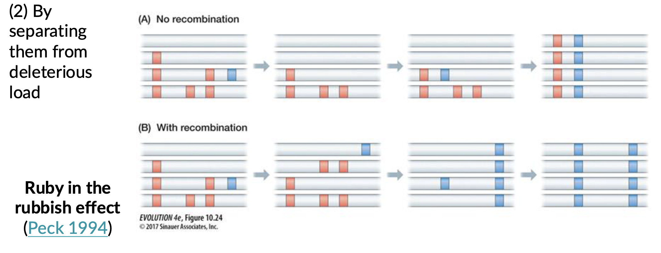 <p>Ruby in the rubbish  </p>