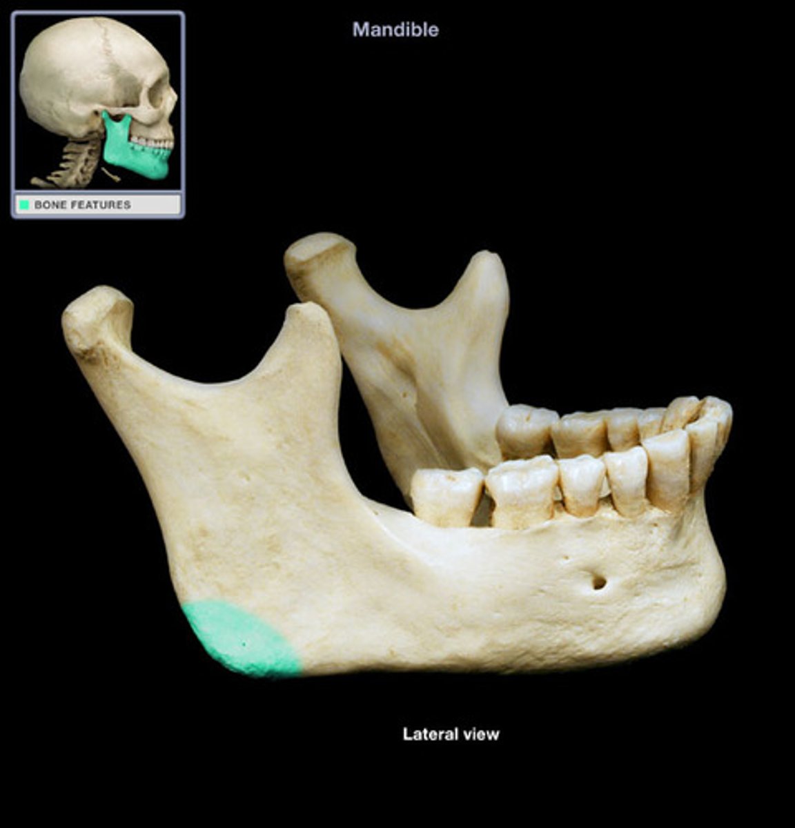 <p>Formed by the junction of the posterior edge of the ramus and the inferior surfaces of the body of the mandible; Influences form of the head from frontal view; Greatly affects bone structure/jaw line of the face; The widest part of the jaw line is measured from angle to angle and is known as the "bimandibular width".</p>