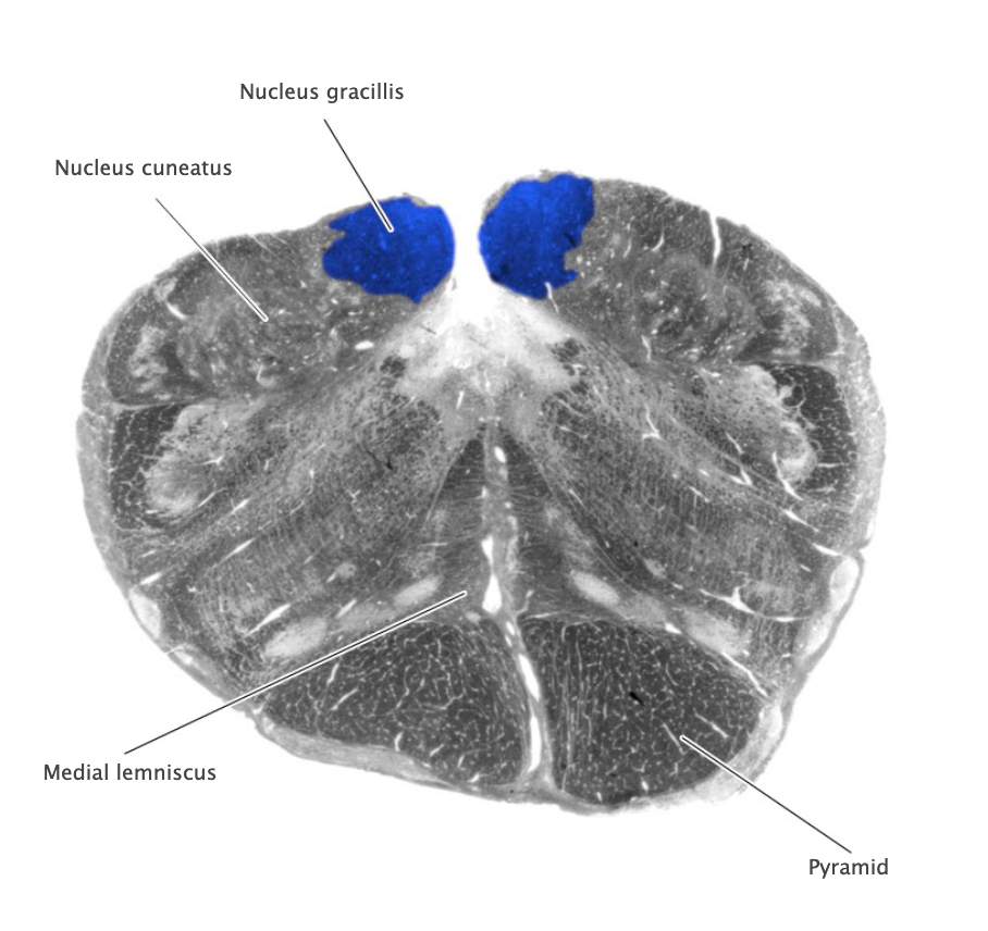 <p>Nucleus gracilis</p>