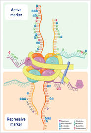 <p>-code is either not there for “all organisms” or is too complex</p><p>-ones that seem consistent:</p><p>-H3 tail: leads to silencing (i.e heterochromatin)</p><ul><li><p>unmodified tail</p></li></ul><p>-H3 tail modified: leads to transcription (heterochromatin + euchromatin) (i.e euchromatin)</p><p></p>