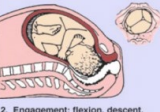 <p><strong>Cardinal Movements of Fetus: Engagement (1)</strong></p><p>-Fetal presenting part enters the ______ and becomes __________</p><p>-”Lightening” or “dropping”</p>