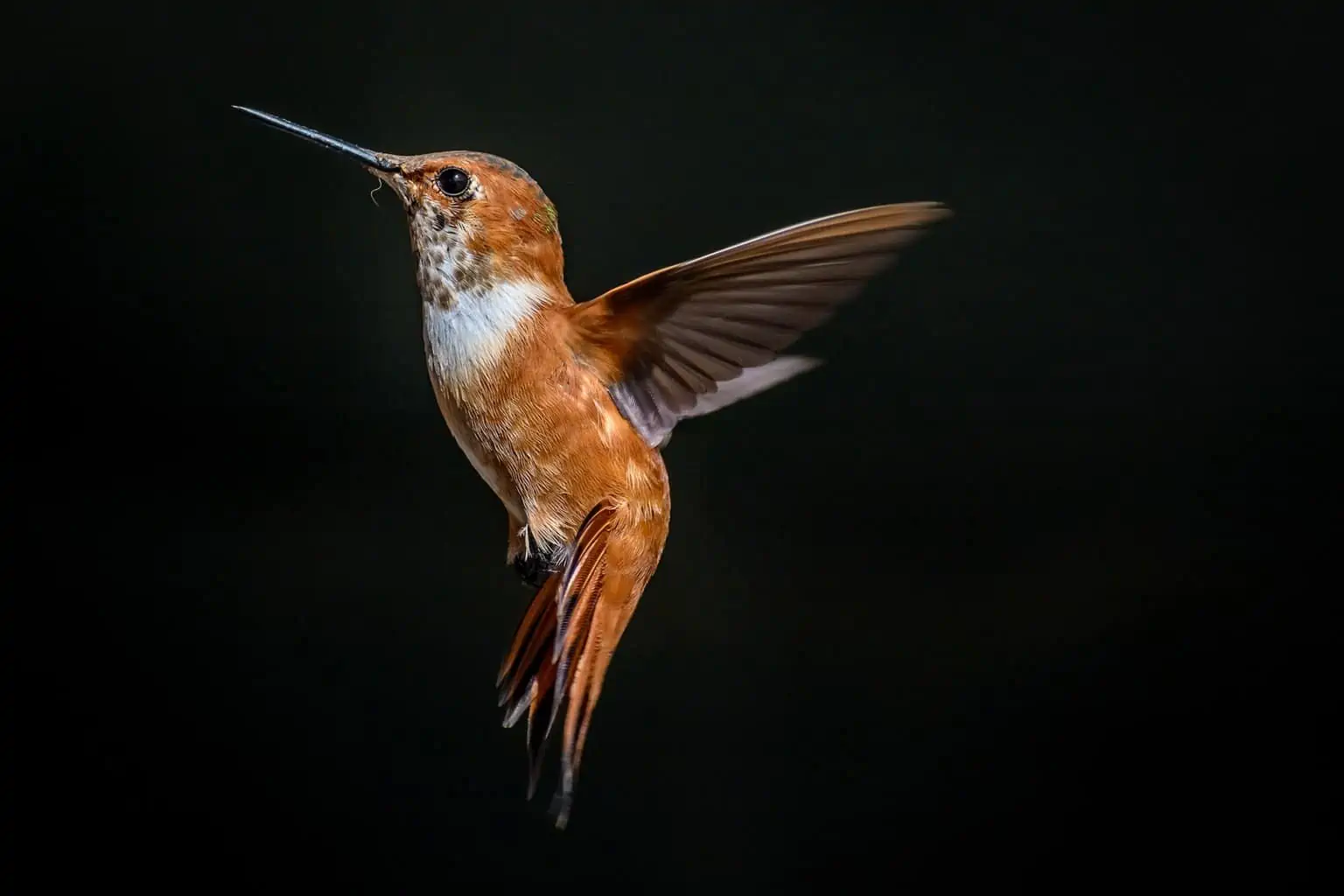 <p>Rufous HB</p>