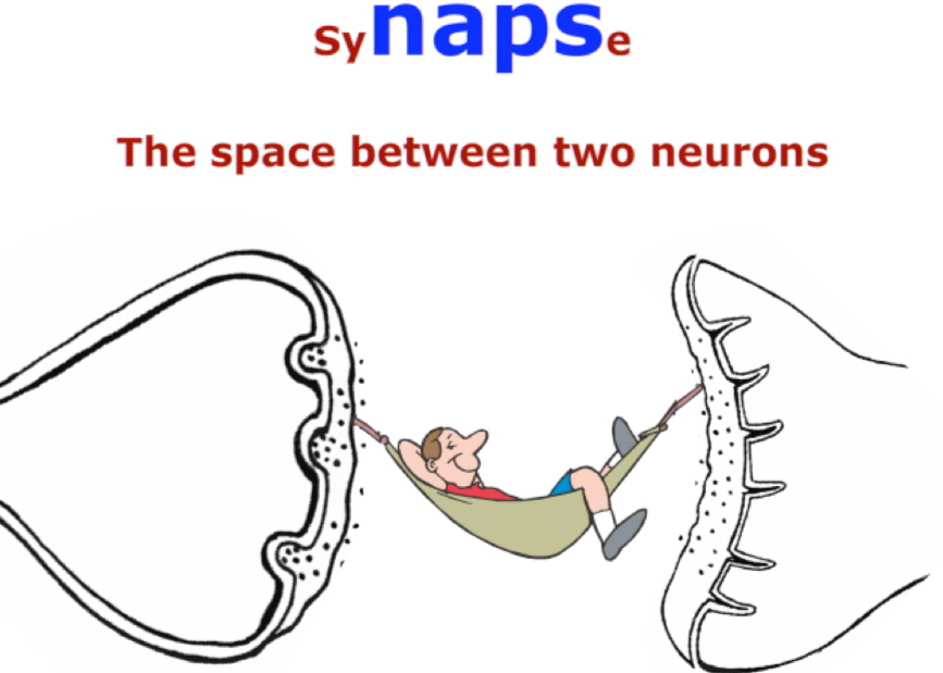 <p>found at the end of the axon. It is the space between one neuron and another or between one neuron and a muscle.</p>