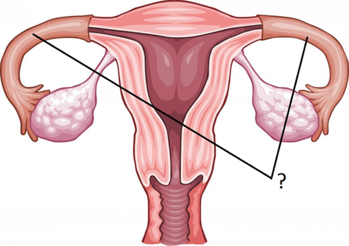 <p>tubes connecting ovaries to uterus<br><br>fertilisation occurs here</p>