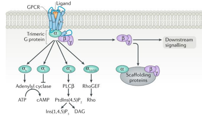 <p>Classes of Heterotrimeric G-Proteins:</p><ol><li><p>___ that has the ___ subunit and stimulates ___ ___ which increases ___</p></li><li><p>___ that has the ___ subunit and inhibits ___ ___ which decreases ___</p></li><li><p>___ that has the ___ subunit that mediates ___ ___ activation (which makes DAG and IP3), increases ___, and DAG activates ___ ___ ___ (___)</p></li></ol><p></p>