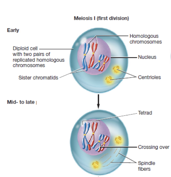 <p>first phase of meiosis I in which chromatin condenses, homologous chromosomes pair to form tetrads and cross over at chiasmata to exchange DNA, spindle fibers form, and nuclear envelope breaks down</p>