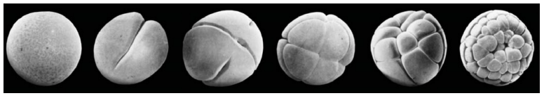 <p>Following fertilization, the zygote undergoes rapid <strong>cleavage divisions</strong> (mitotic, without growth), parcelling the large cell into smaller <strong>blastomeres</strong> to form the <strong>blastula</strong> with a <strong>blastocoel</strong>. This process, driven by maternal factors:</p><ol><li><p><strong>Subdivides the egg</strong> into manageable cells.</p></li><li><p><strong>Unevenly distributes maternal determinants</strong> (e.g., in animal vs. vegetal hemispheres).</p></li><li><p><strong>Establishes spatial relationships</strong> critical for later cell signaling via the blastula with its blastocoel.</p></li></ol><p>This differential distribution, alongside subsequent zygotic gene expression and cell interactions, leads to the specification of distinct germ layers from the previously different animal and vegetal hemisphere cells.</p>