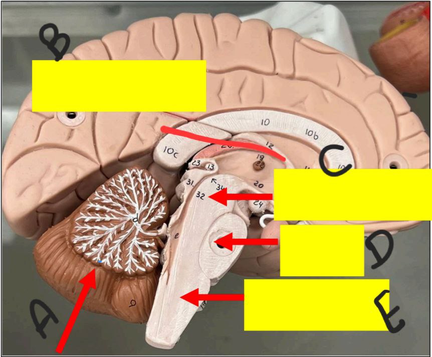 <p>Identify the following and answer these questions</p><p></p><ul><li><p>Mention the number of lobes in this structure, and enumerate the names of them</p></li></ul><p></p><ul><li><p>Mention the function of number E</p></li></ul><p></p>