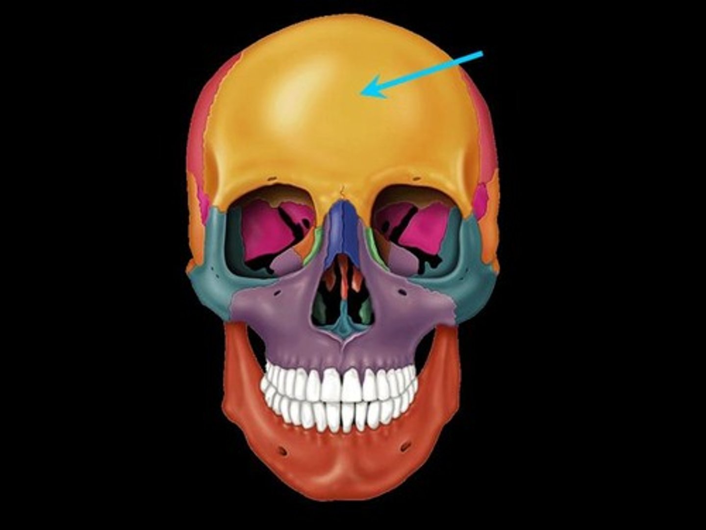 <p>The bone of the cranium which forms the front or forehead of the skull and the upper parts of the eye sockets.</p>