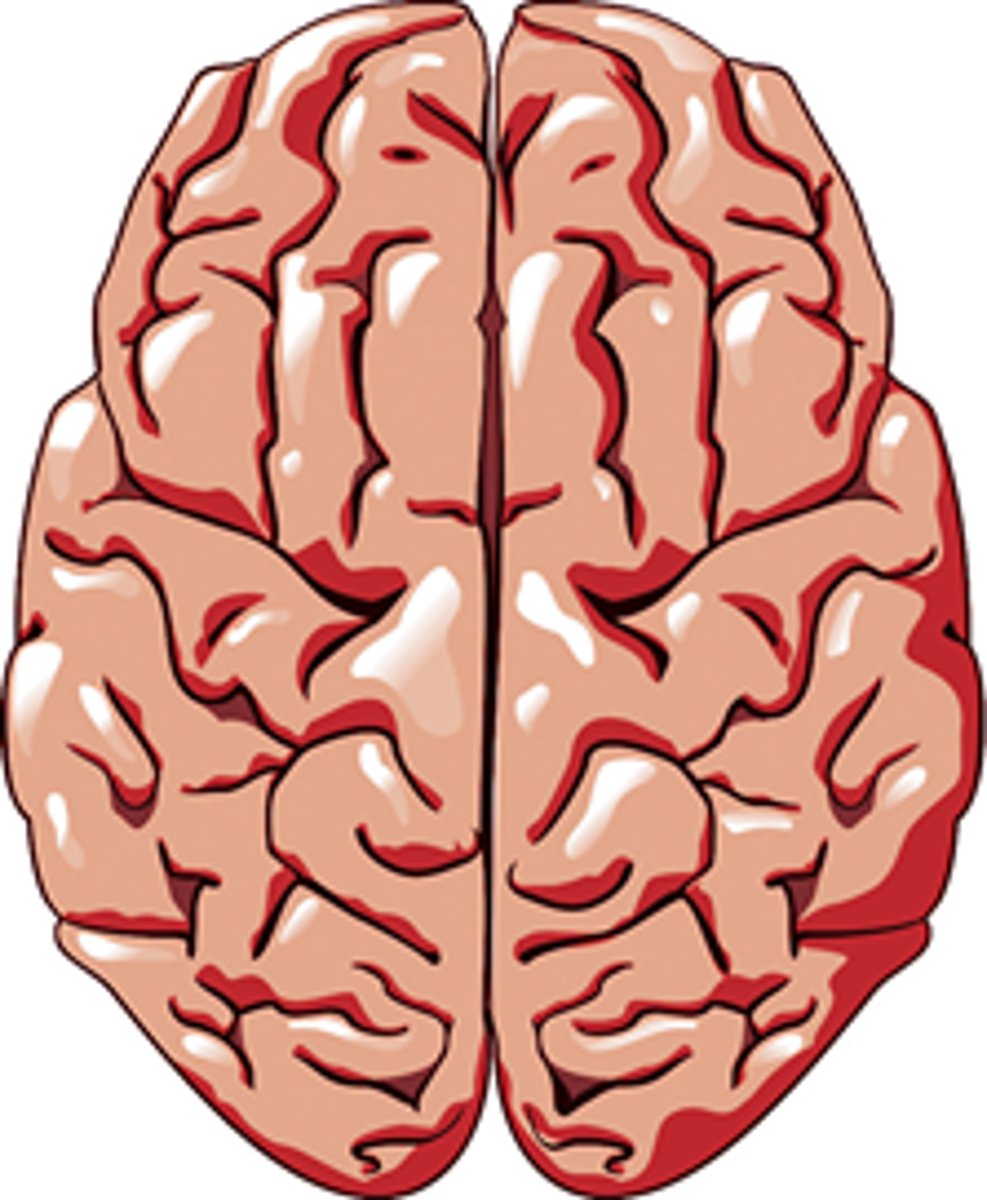 <p>cerebral hemispheres</p>