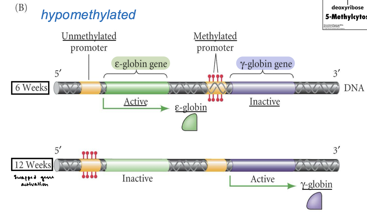 <p>The gamma-globin gene is methylated at 6 weeks and the epsilon-globin gene is methylated at 12 weeks.</p>
