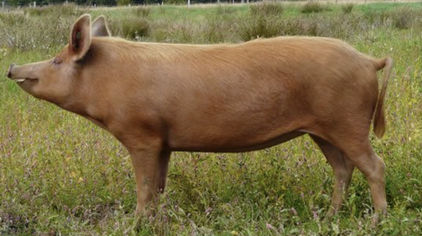 <p>What Breed?</p>