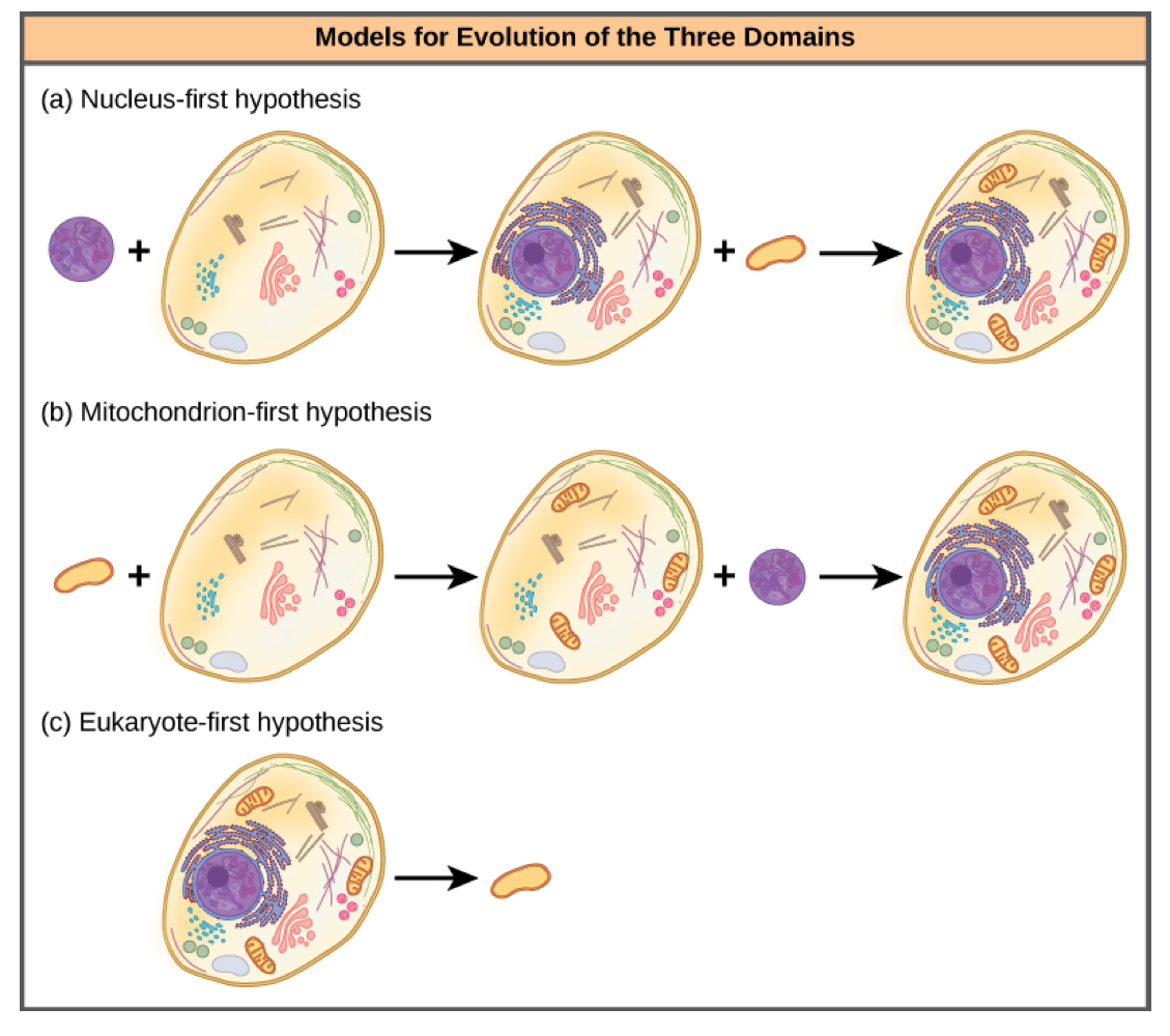 <ol><li><p><strong>Nucleus-first hypothesis</strong></p><ul><li><p>nucleus evolved in prokaryotes first → fusion of the new eukaryote with bacteria that became the mitochondria</p></li></ul></li><li><p><strong>Mitochondria-first hypothesis</strong></p><ul><li><p>mitochondria were first established in a prokaryotic host → acquired a nucleus (by fusion or other mechanisms) to become the first eukaryotic cell</p></li></ul></li><li><p><strong>Eukaryote-first</strong></p><ul><li><p>prokaryotes actually evolved from eukaryotes by losing genes &amp; complexity (sounds sus)</p></li></ul></li></ol><p></p>