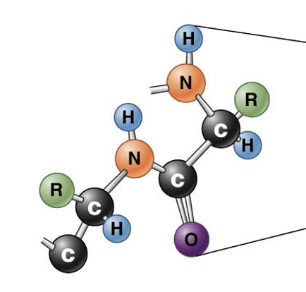 Amino acid sequence
