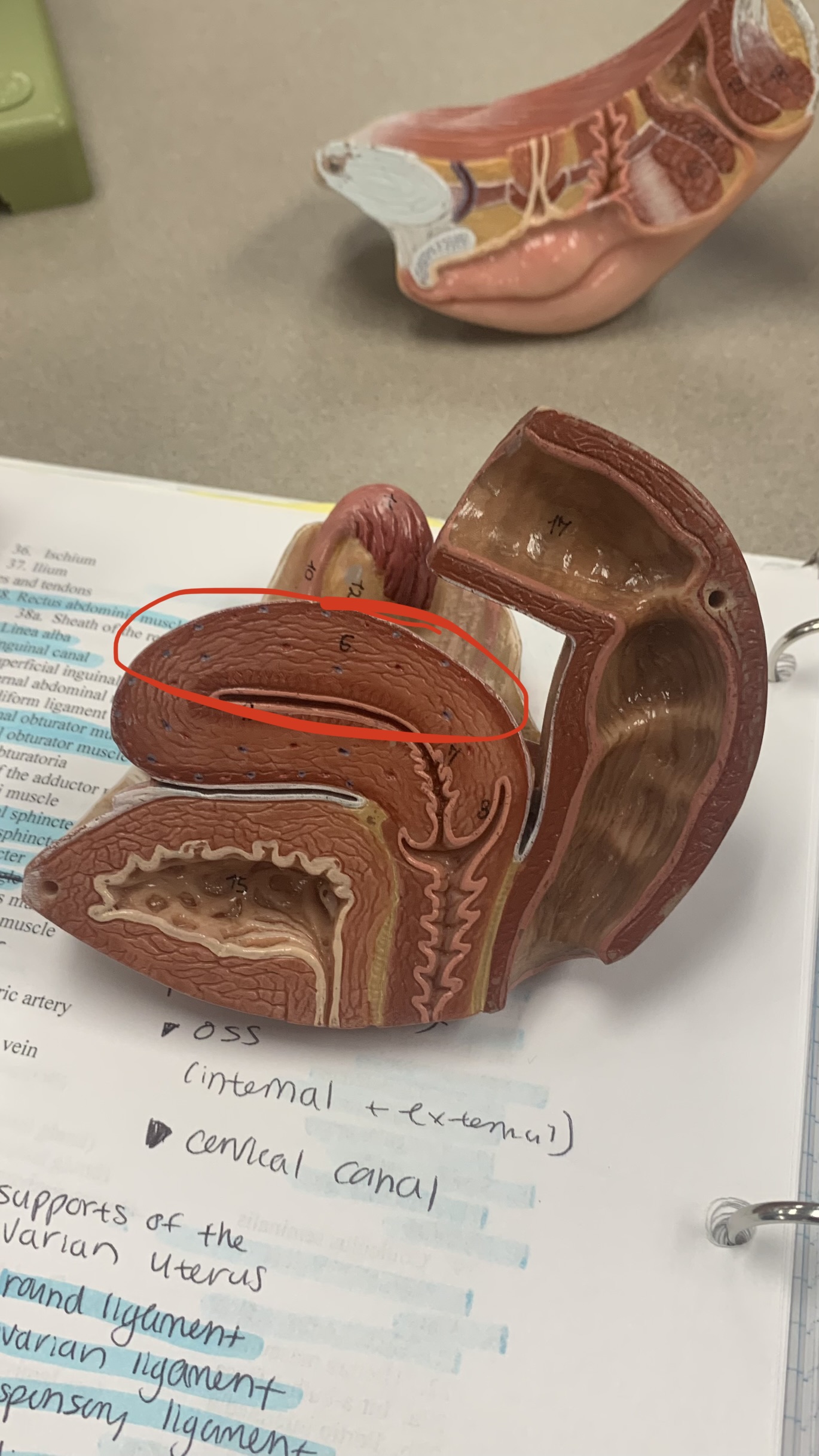 knowt flashcard image