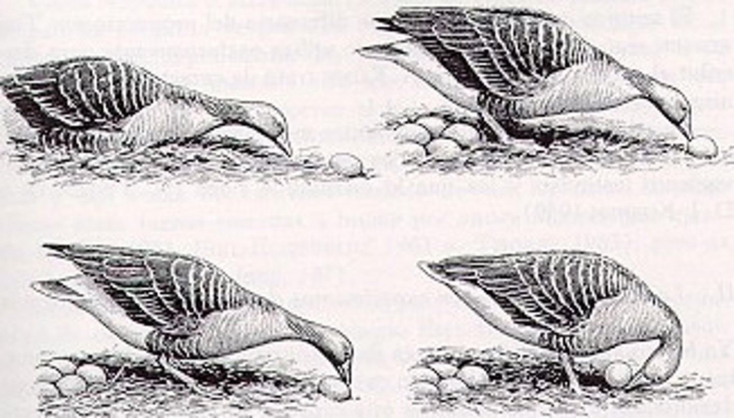 <p>• A sequence of unlearned behaviors that is essentially unchangeable and invariant</p><p>• An "innate" behavior</p><p>• Generally, a behavior that is so important that all genetic variation has been lost</p>