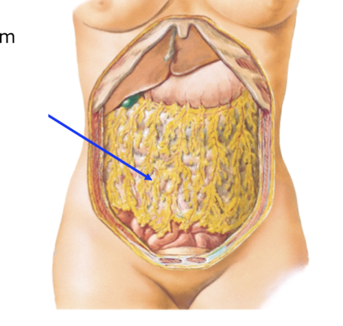 from greater curvature of stomach to dorsal body wall