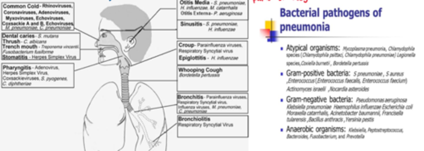 <p>1st step: assessment - where is it &amp; what is the cause? (many pathogens may cause many infections in many parts of the body)</p><p>- S&amp;S, port of entry, immunity of the host (eg. vaccinations, chronic illness)</p><p>- physical exam &amp; LATERSNAPS</p>