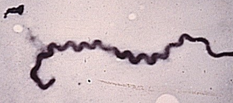 <p>have efficient transmission, chronic disease, persistent infection</p><p>low antibody response</p>