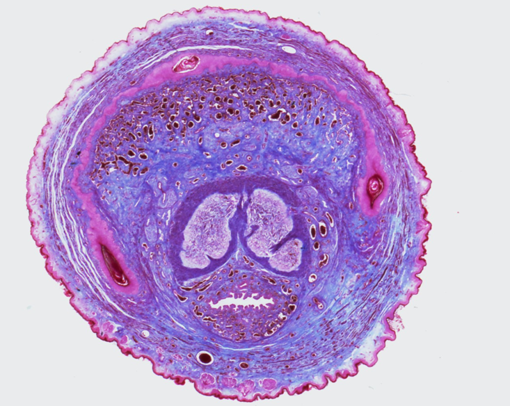 <p><strong>Penis</strong></p><ul><li><p class=""><strong>Two corpora cavernosa</strong> (top) and <strong>one corpus spongiosum</strong> (bottom)</p></li><li><p class="">Each erectile body is surrounded by <strong>tunica albuginea</strong> </p></li><li><p class=""><strong>Urethra</strong> runs through the <strong>corpus spongiosum</strong>, lined by <strong>transitional or pseudostratified epithelium</strong></p></li></ul><p></p>