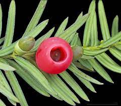 <p>ornamental yew, Taxus x media, Taxaceae</p>