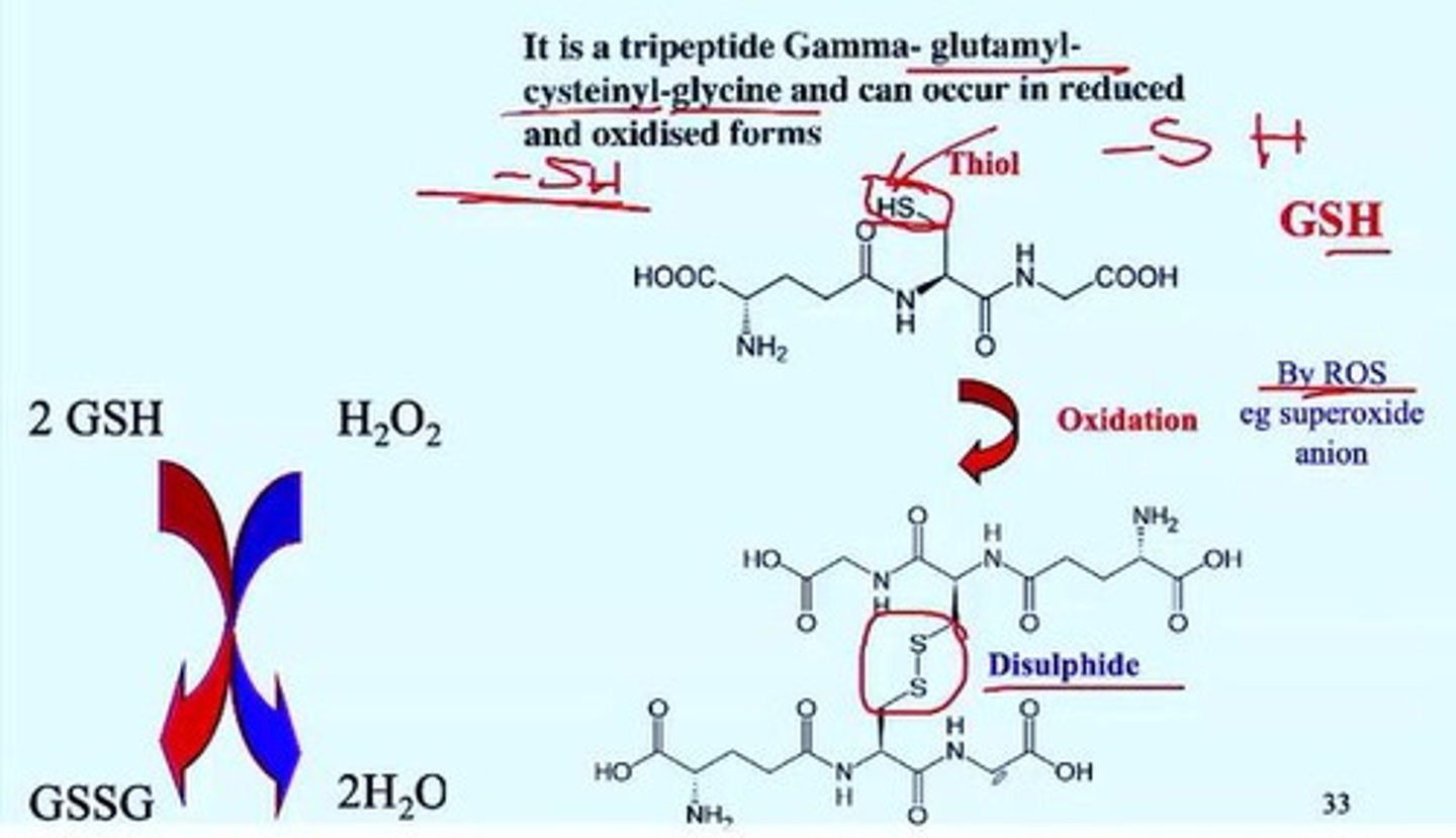 <p>Dyes used to enhance contrast in fixed specimens.</p>