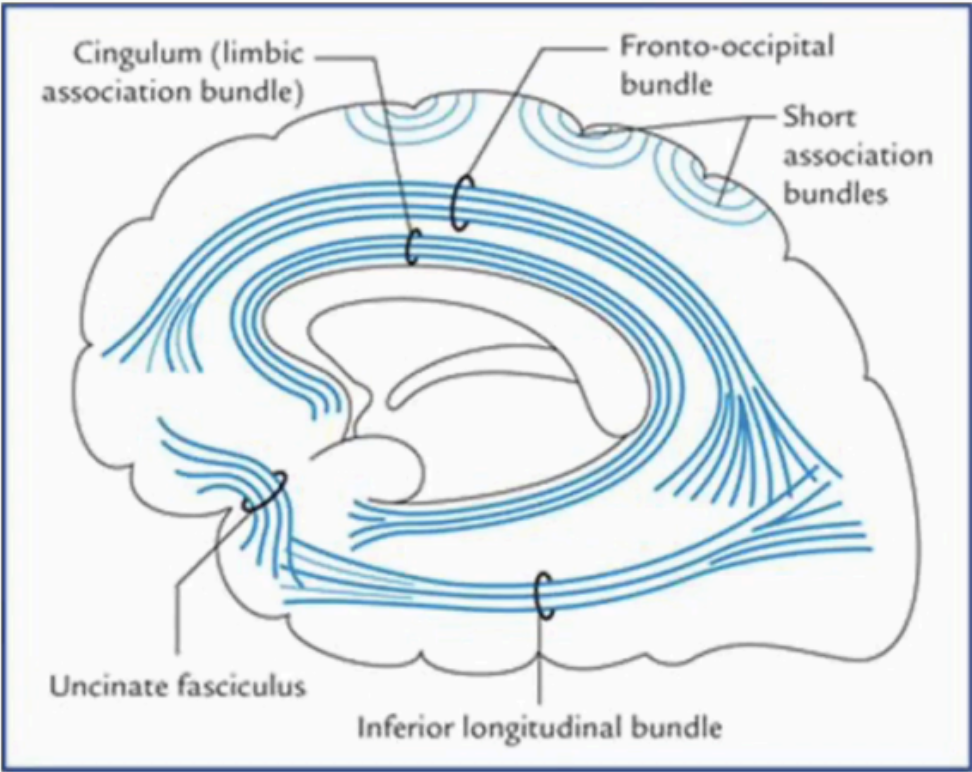 <p>Long Association Fibers</p>
