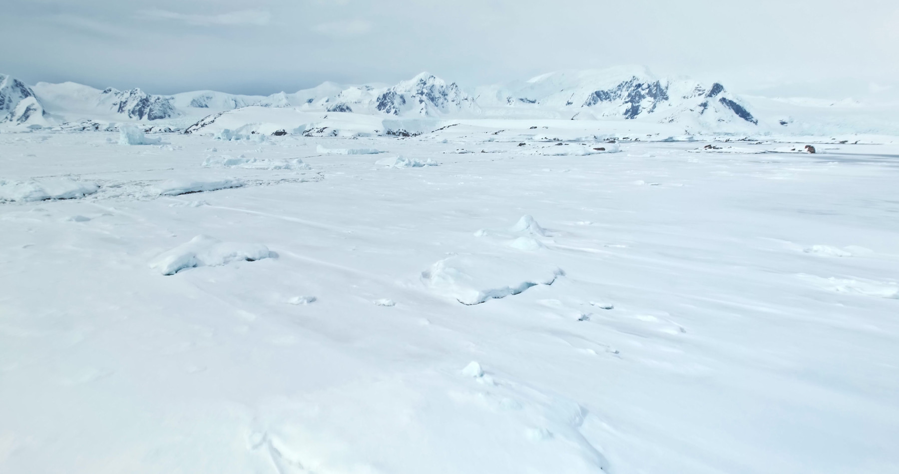 <p>Polar desserts</p>
