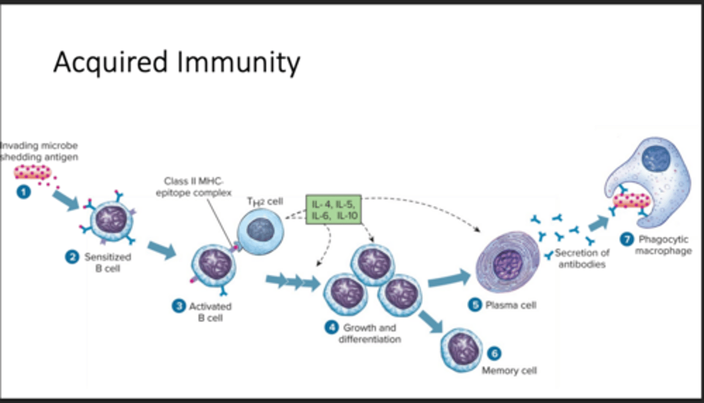 <p>recognition, response, remember</p>