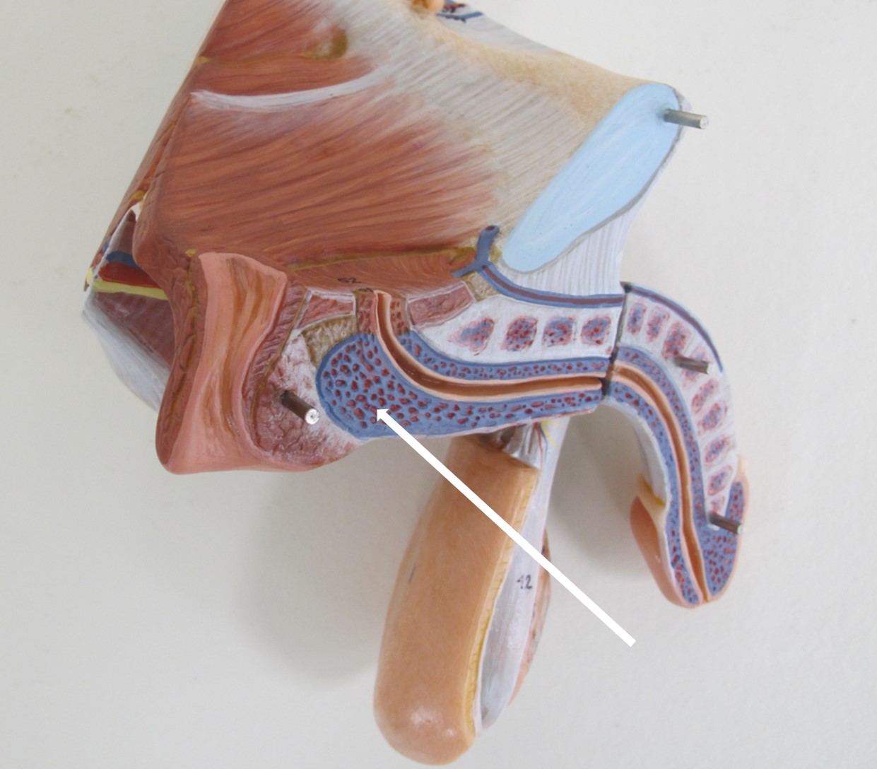 <p>proximale verbreding van penis</p>