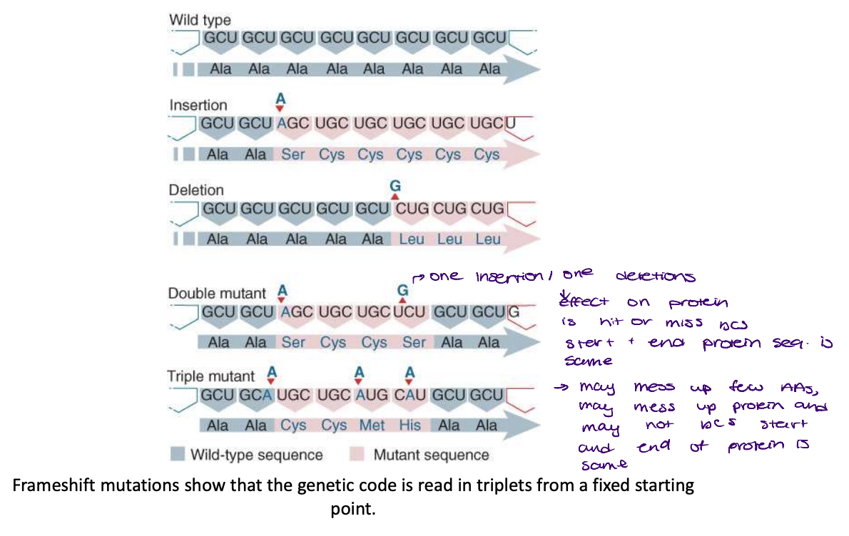<p>mutations that insert or delete 1 or 2 individual bases causing a shift in the triplet sets after the site of mutation</p><ul><li><p>combinations of mutations that together insert or delete three bases (or multiples of three) insert or delete amino acids, but do not change the reading of the triplets beyond the last site of mutation</p><ul><li><p>protein can still fold and be functional (just might do so differently now)</p></li></ul></li></ul>