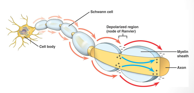 <p>the voltage difference across a nerve cell membrane when the <strong>nerve</strong> is <strong>excited</strong></p><p>reversal of electric charges inside the cell membrane</p>