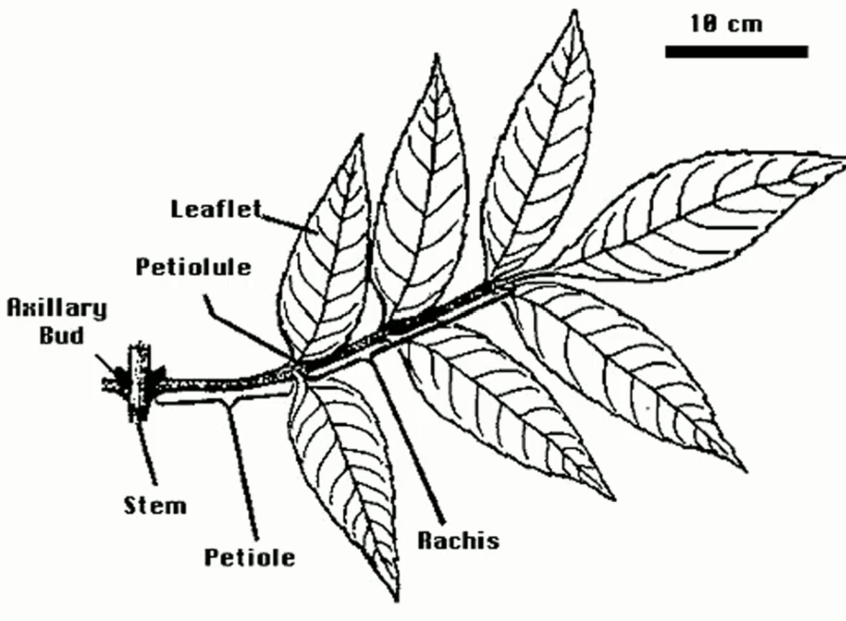 <p>leaflets and petiole/leaf stem</p>