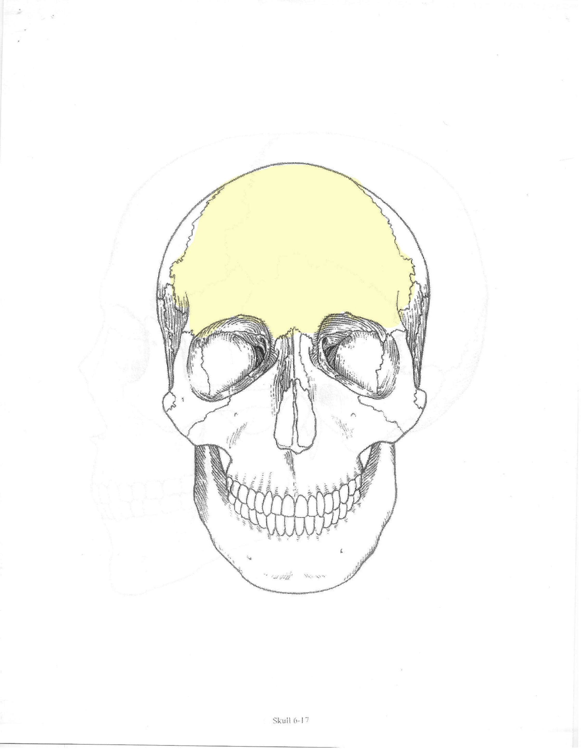 <p>ID bone</p>
