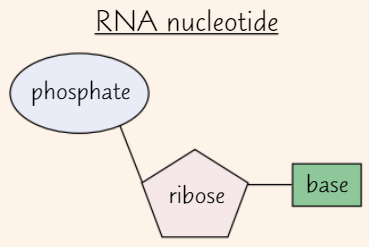 <ul><li><p><strong>Pentose </strong>sugar in <strong>RNA nucleotide </strong>= <strong>ribose</strong></p></li><li><p>Like DNA, RNA nucleotide has <strong>phosphate group</strong> + one of <strong>four bases</strong></p></li></ul><p></p>